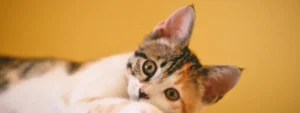 Katt som symboliserar husdjursförsäkring för katt